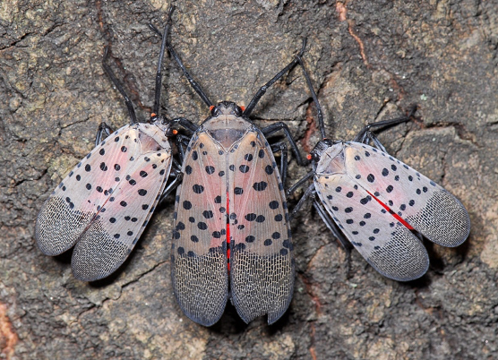 Adult Spotted Lanternfly Wings Closed