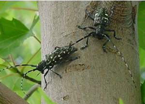 Asian Longhorned Beetle