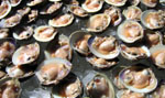 Photo of Jersey clams