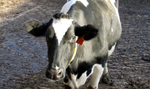 Photo of Dairy Cow