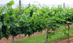 Photo of grapevines