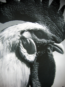 Photo of a rooster from the database.