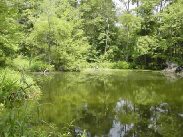 photo of pond on Sassi Farm