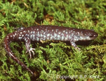 Blue-spotted Salamander