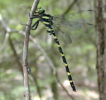 Damselfly on twig