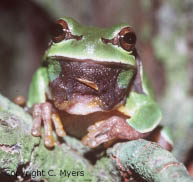 Pine Barrens Treefrog
