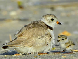 Plover chick with adult