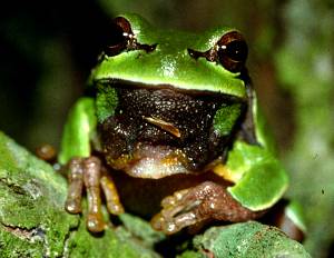 PIne Barrens Treefrog face