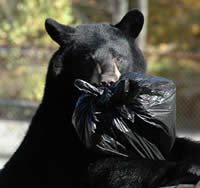 Bear in dumpster