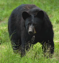 Black bear in field Black bear