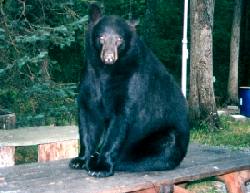 Bear on picnic table
