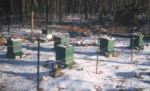 Fenced in beehives
