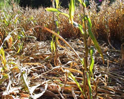 Crop damage in cornfield