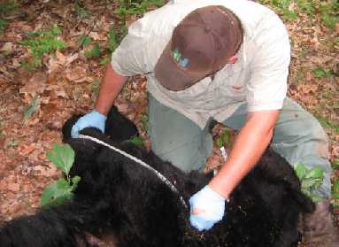 A bear is measured