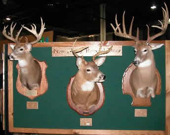 Three Record Deer