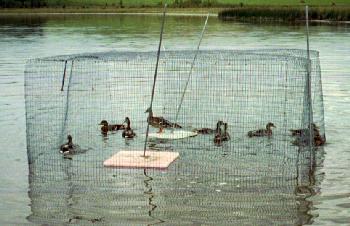 Ducks in trap