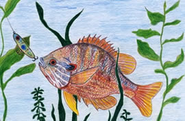 Winning fish art