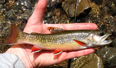 Wild brook trout