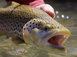 Large brown trout