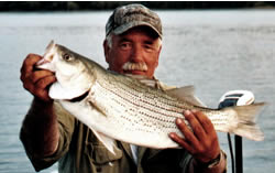 Hybrid Striped Bass
