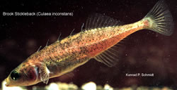 Brook Stickleback