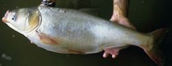 Silver Carp