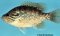 Warmouth