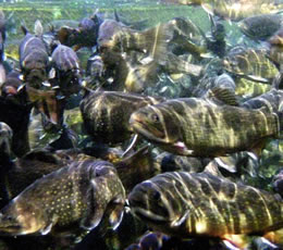 Mass of trout