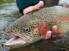 Take the NJ Trout Angler Survey
