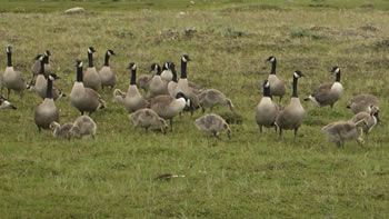 Canada geese with young