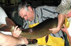 Stripping female muskie