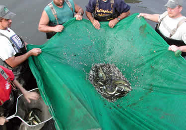 Seine net of muskies and forage fish