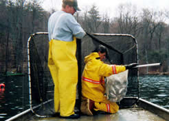 A trapnet is emptied