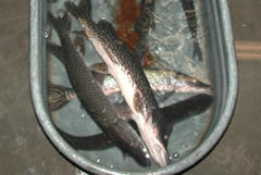 Anesthetized northern pike