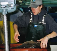 Walleye is measured and weighed