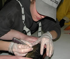 Walleye scales are taken for aging