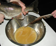 Walleye milt and eggs are mixed
