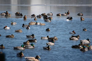Mixed flock of wintering ducks