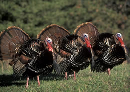 Three gobblers