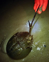 Horseshoe crab with forked tail