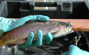 Jaw-tagging a trout
