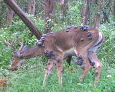 Deer with multiple fibromas