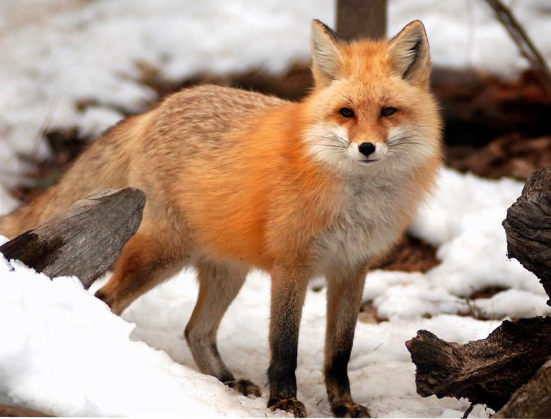 Critter Of The Month The Red Fox Chicago Tribune