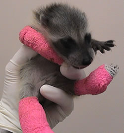 Injured raccoon baby