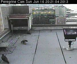 Peregrine chick being banded