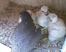 Chicks June 12