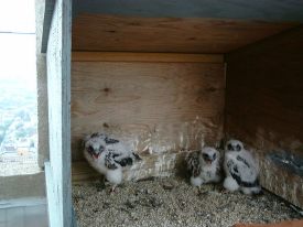 3 chicks in the nest box