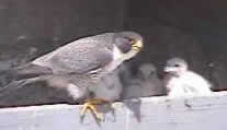 Peregrine falcon at nestbox