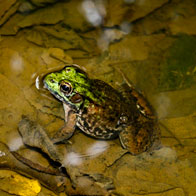 3rd – Frog in Water / Sourland Mountain Nature Preserve, East Amwell / Lexie Fairman