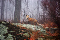 3rd – Red Fox at Wild Acres / WildAcres Preserve, Montville / Sandy Urgo